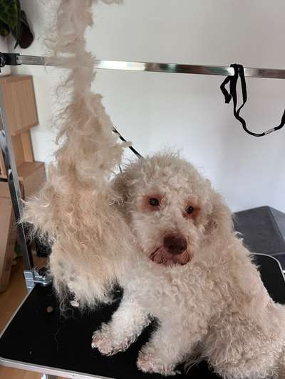 Lagotto Romagnolo Besitzer-Beitrag-Bild