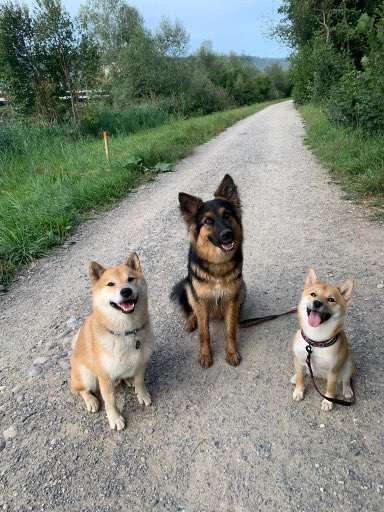 Dogorama Photo Challenge - Die besten Hundebuddys-Beitrag-Bild