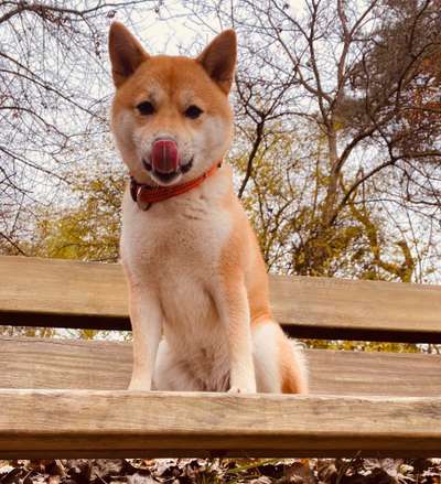 Fotochallenge Nr. 59 - Mein Hund zeigt die Zunge-Beitrag-Bild