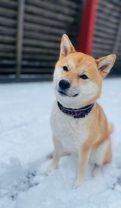 Zeichnungen eurer Hunde-Beitrag-Bild
