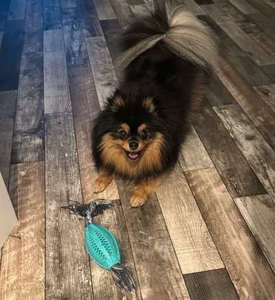 Hundetreffen-Gassirunde/Spielrunde-Bild