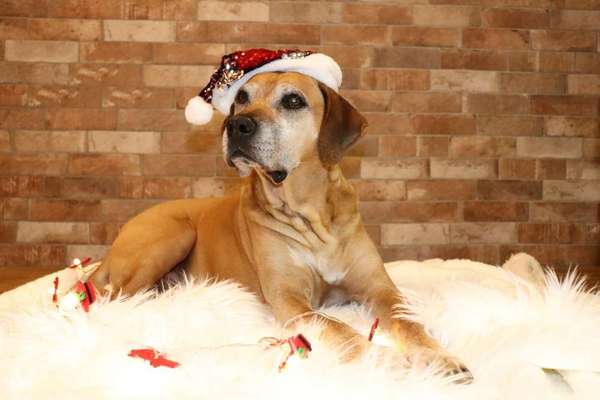 Challenge Nr. 8  Dein Hund im Weihnachtslook-Beitrag-Bild