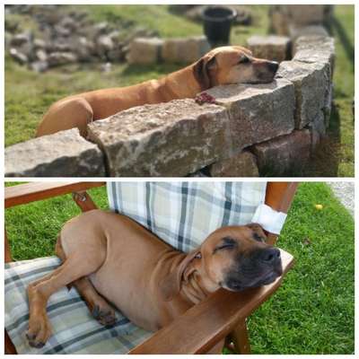 Rhodesian Ridgeback-Beitrag-Bild