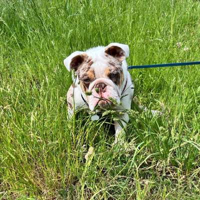 Hundetreffen-Spielkumpel-Bild