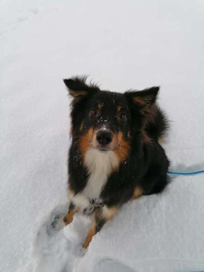 Dogorama Photo Challenge - Hundeblick zum hinschmelzen-Beitrag-Bild