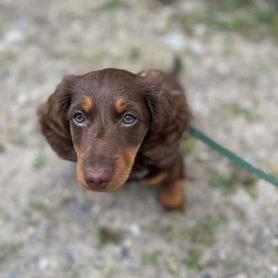 Hundetreffen-Hugo sucht Freunde 🥹-Bild