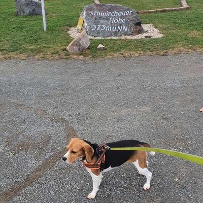 Hundetreffen-Hundespaziergänge