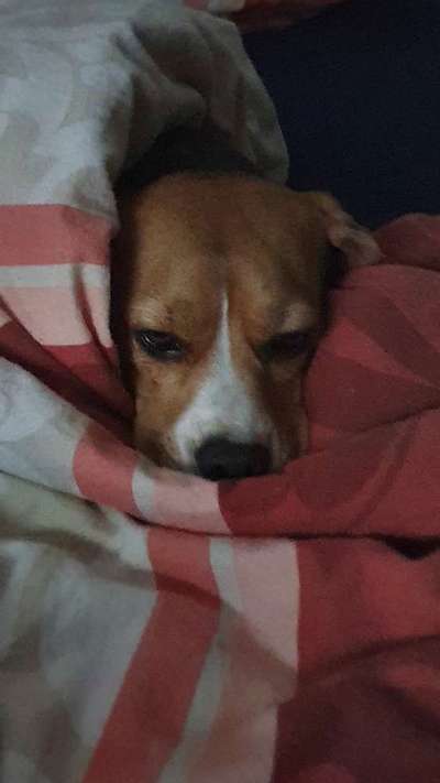 Darf der Hund bei Euch im Bett schlafen?-Beitrag-Bild