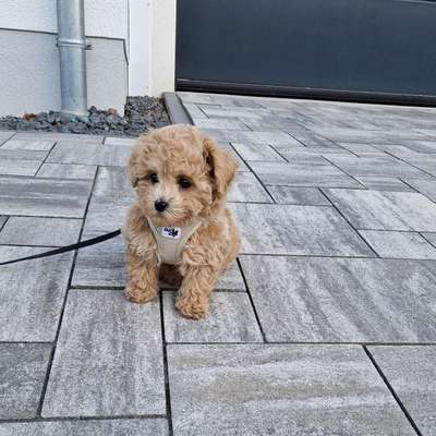 Hundetreffen-Welpentreffen/ PlayDate kleine Rassen in um um Aschaffenburg/Hanau-Bild