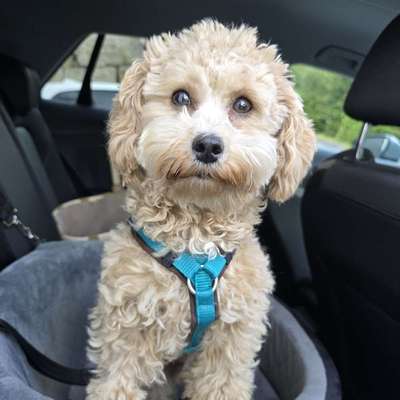 Hundetreffen-Gassitreffen/ PlayDate kleine Rassen in um um Aschaffenburg/Hanau-Bild