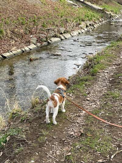 Hundetreffen-Junghundespielrunde-Bild