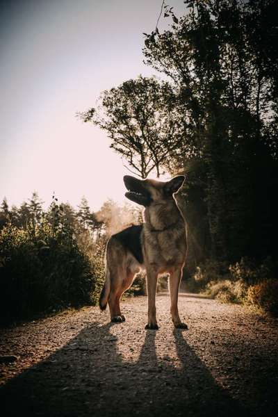 Schäferhund-Beitrag-Bild