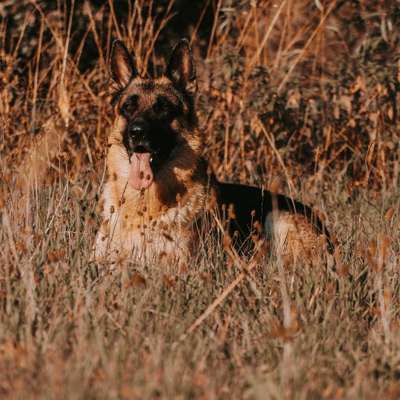 Hundetreffen-Leinenspaziergang-Bild