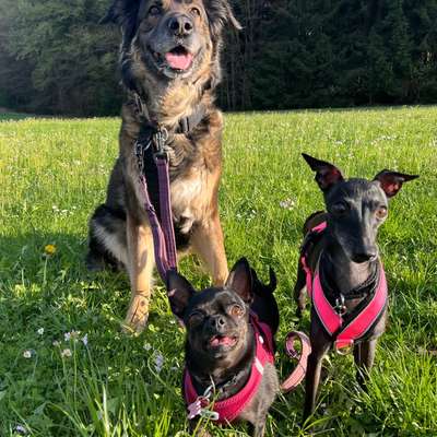 Hundetreffen-Suche Gassifreunde-Bild