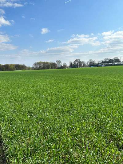 Dogorama Photo Challenge - Versteckspiel-Beitrag-Bild