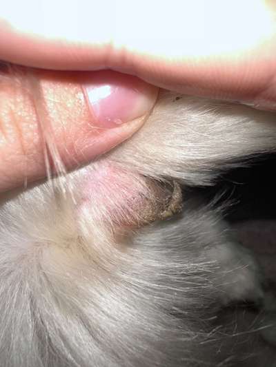 Verletzter Pfotenballen ???-Beitrag-Bild