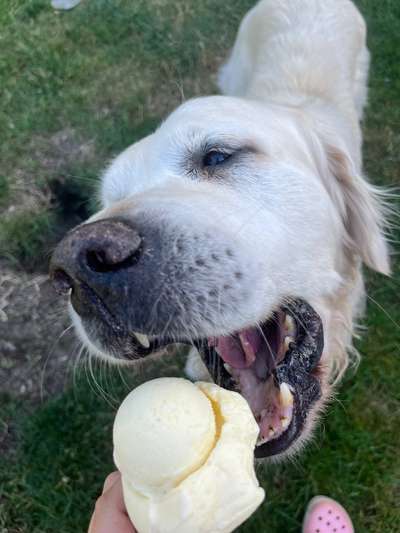 Unsere Fellnasen im Regenbogenland-Beitrag-Bild
