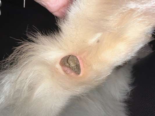 Verletzter Pfotenballen ???-Beitrag-Bild