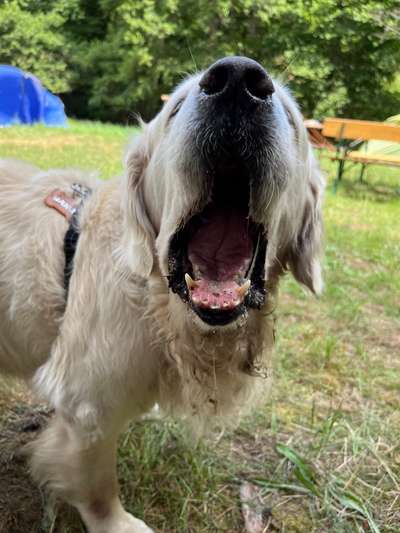 Zeigt mir die tollste Nahaufnahme von eurer Fellnase-Beitrag-Bild