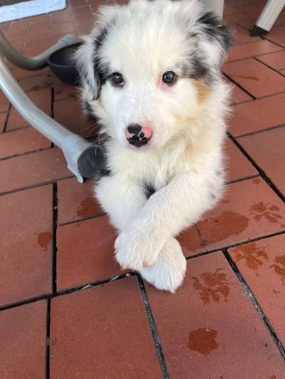 Welpen Bilder !-Beitrag-Bild