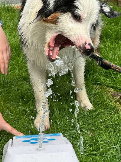 60. Handy Fotochallenge  -gleich schnapp ich es--Beitrag-Bild