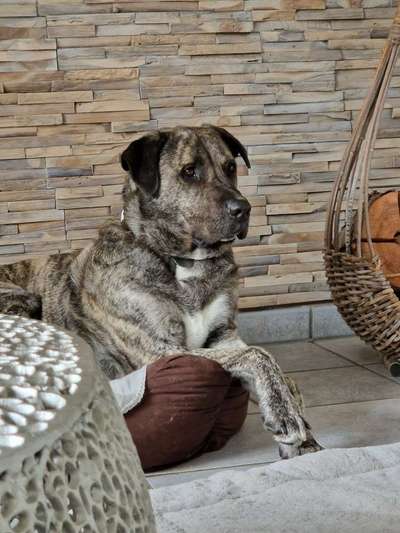 Seltene Rassen!-Beitrag-Bild