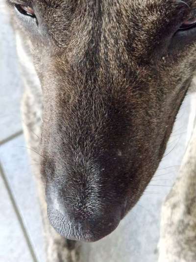 Pickelartiger Knubbel auf der Schnauze-Beitrag-Bild