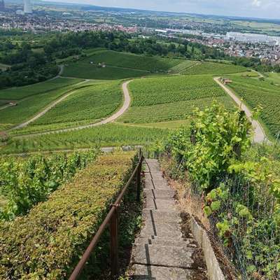 Hundetreffen-Welpentreff/ kleine Hunde Spazieren-Bild