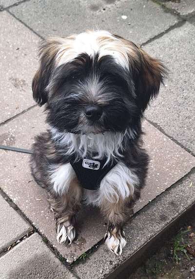 Hundetreffen-Welpen-/Junghundtreffwn-Bild