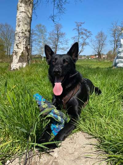 Hundetreffen-Neue Hundefreunde kennenlernen-Bild