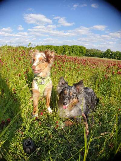 Die Dogorama Monats Challenge "Es grünt und blüht"-Beitrag-Bild