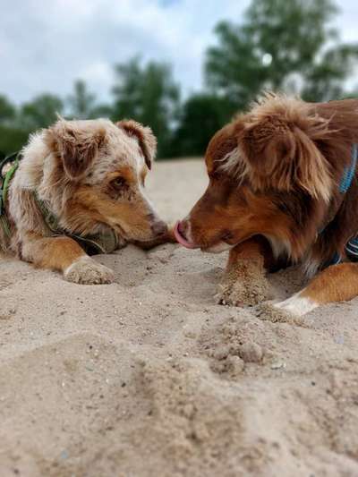 Die Dogorama Wochen Challenge: “Dein Hund im Urlaub”-Beitrag-Bild