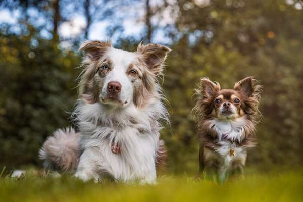 Mehrhundehaltung mit verschiedenen Größen und Altersgruppen-Beitrag-Bild