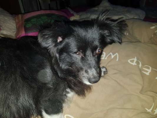 Mischlingshunde Foto Aufruf-Beitrag-Bild