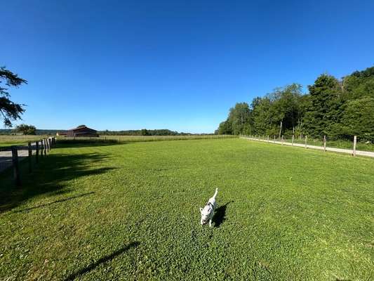 Hundeauslaufgebiet-Nabern Hundewiese-Bild