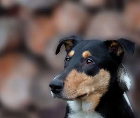 Kurzhaarcollies (und Mixe)-Beitrag-Bild