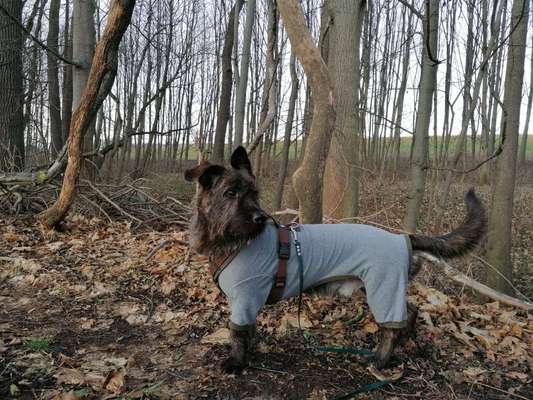 Hundemantel anfertigen lassen-Beitrag-Bild