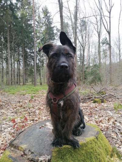 Hundetreffen-Leinenbegegnungen-Bild