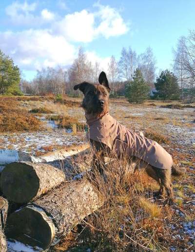 Hundemantel anfertigen lassen-Beitrag-Bild