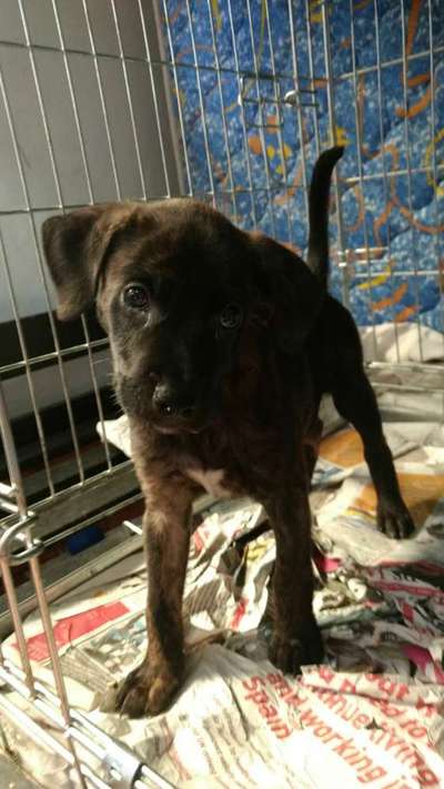 Ist hier jemand mit ein cane corso ?-Beitrag-Bild