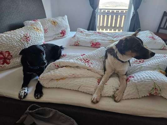 Darf der Hund bei Euch im Bett schlafen?-Beitrag-Bild