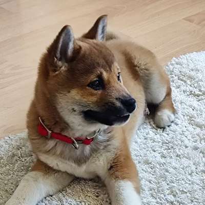 Hundetreffen-Welpentreff-Bild