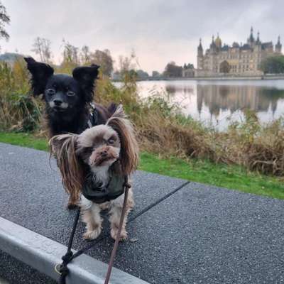 %{de_profession_title}-DoggiGum Weichgummi für Hunde-Bild