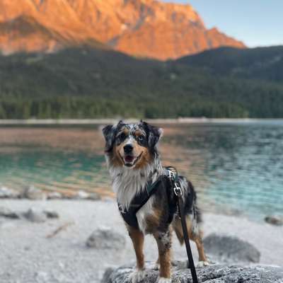 Hundetreffen-Gassi-Partner Gesucht-Bild