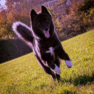 Nordische Hunde-Beitrag-Bild