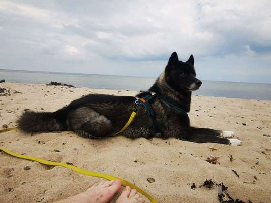 Die wunderschöne Welt mit Hund.-Beitrag-Bild