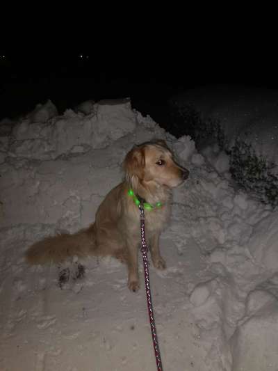 Wo sind die Golden Retriever Liebhaber?-Beitrag-Bild