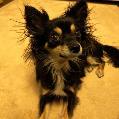 aktuelles Foto Gruppe Chihuahua