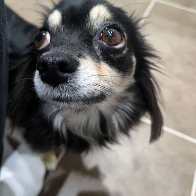 aktuelles Foto Gruppe Chihuahua