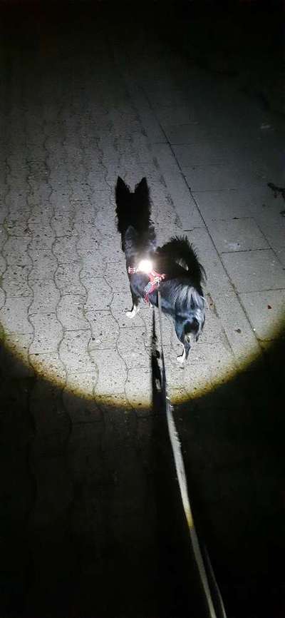 FOTOCHALLENGE 109: Leuchtwürmer Sicherheit im Straßenverkehr und mehr...-Beitrag-Bild